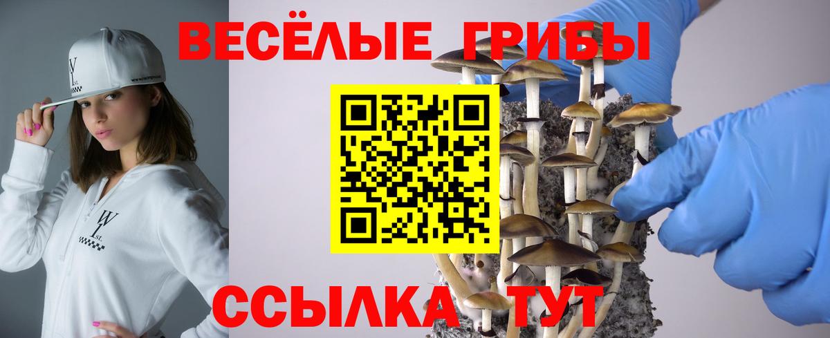 Галлюциногенные грибы Psilocybine cubensis Ессентуки